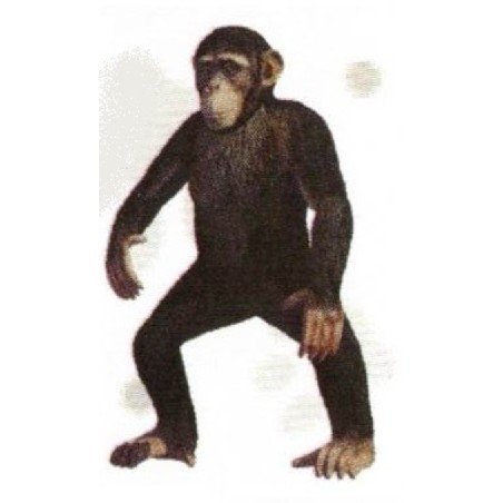FIGURA CHIMPANCÉ COMÚN