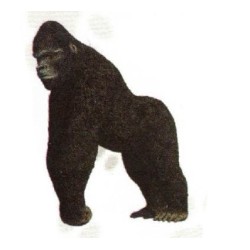 FIGURA GORILLA OCCIDENTAL