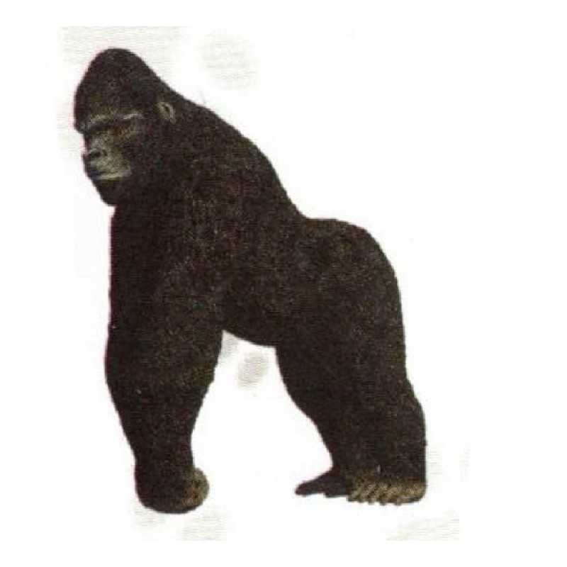 FIGURA GORILLA OCCIDENTAL
