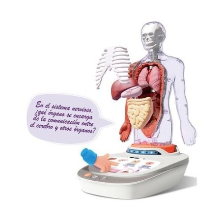 Mi Cuerpo Vozpedia 3D anatómico interact